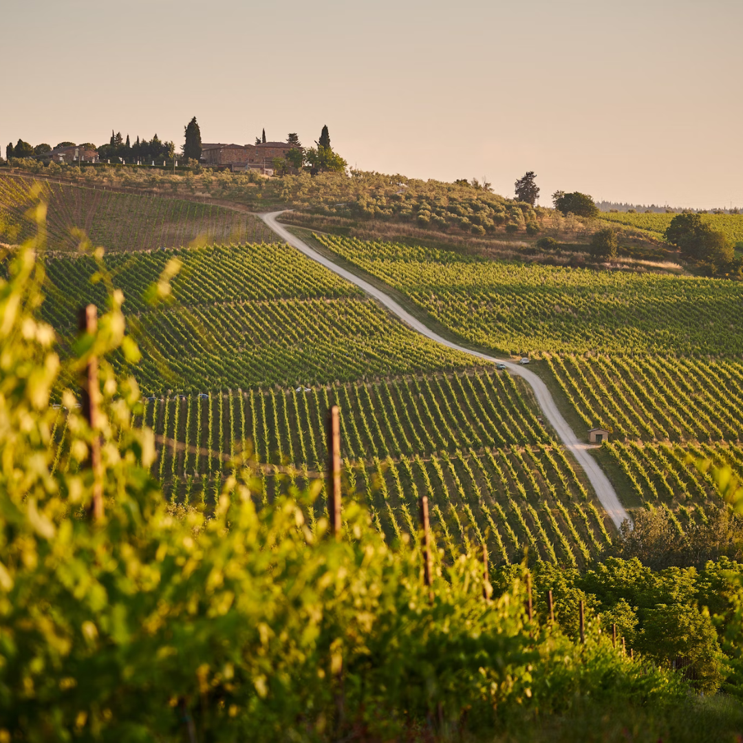 An image of a green rows at a vineyard as the sun sets.
